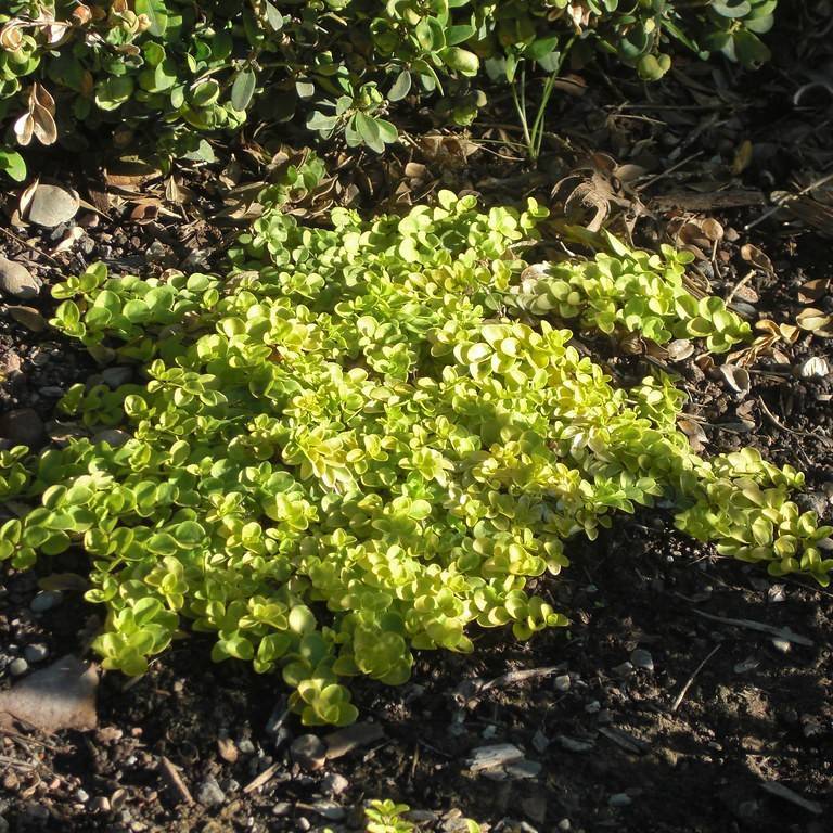 creeping speedwell (Veronica repens 'Sunshine') plant