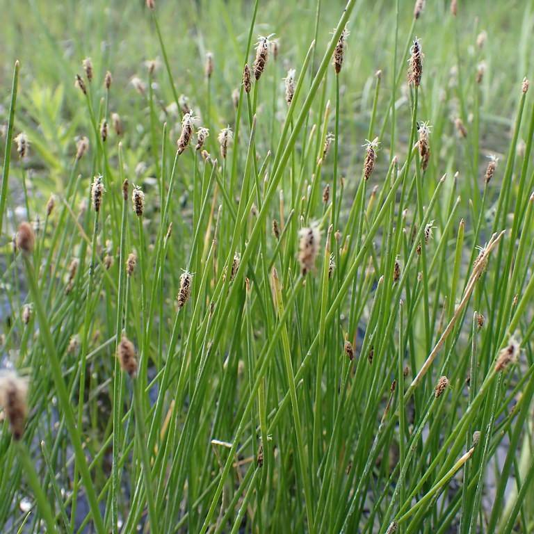 creeping spike rush (Eleocharis palustris) plant — close-up photo