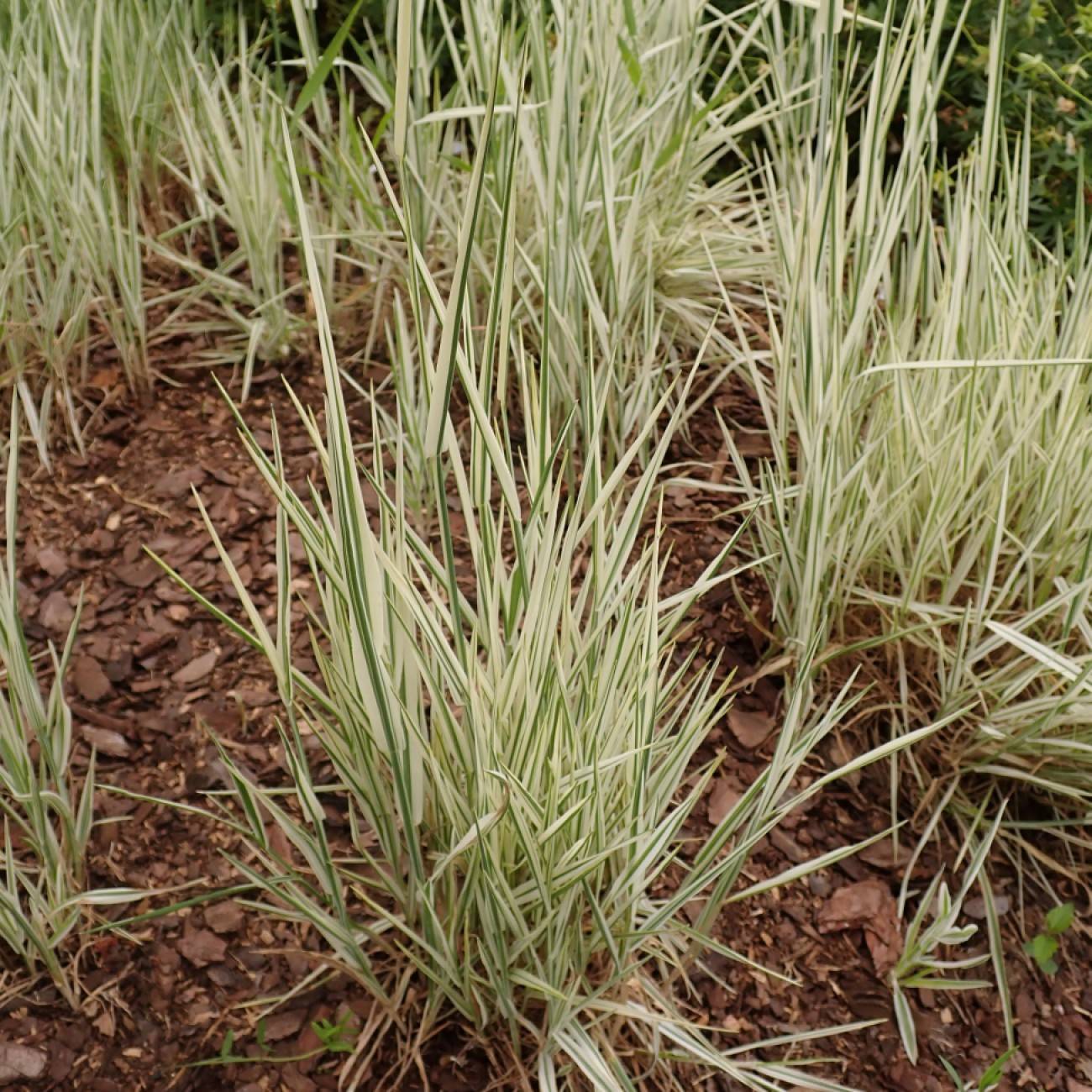 creeping velvetgrass (Holcus mollis 'Albovariegatus') plant