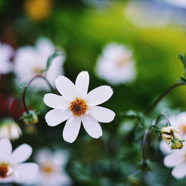 creeping zinnia (Zinnia angustifolia 'Classic') plant
