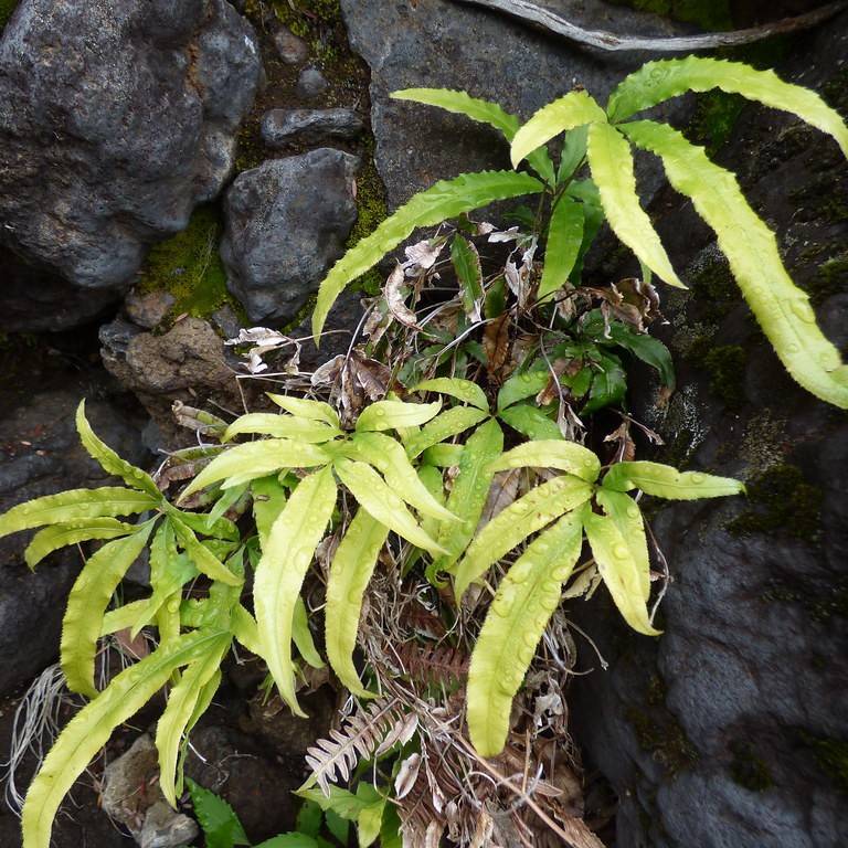 cretan brake (Pteris cretica var. albolineata) plant