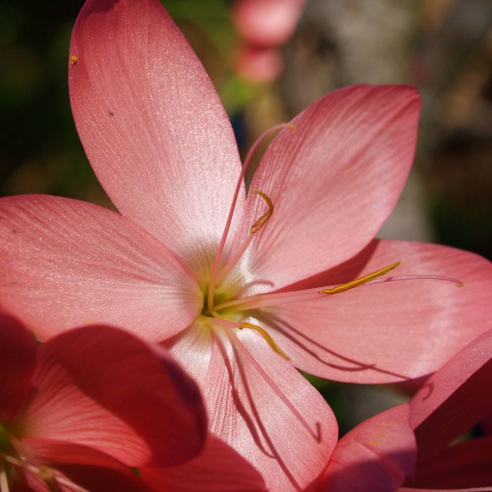 crimson flag (Hesperantha coccinea) plant