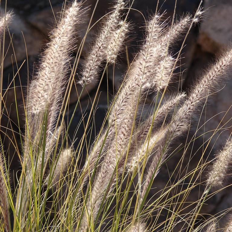 crimson fountaingrass (Pennisetum setaceum) plant