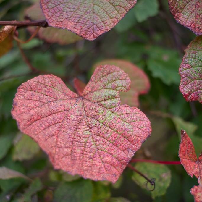 crimson glory vine (Vitis coignetiae) plant