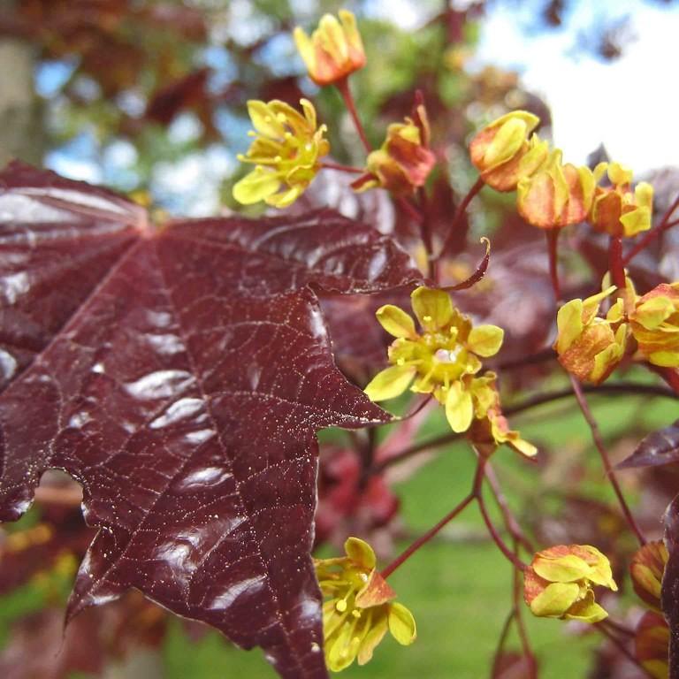 Crimson King Norway Maple (Acer platanoides 'Crimson King') plant — close-up photo