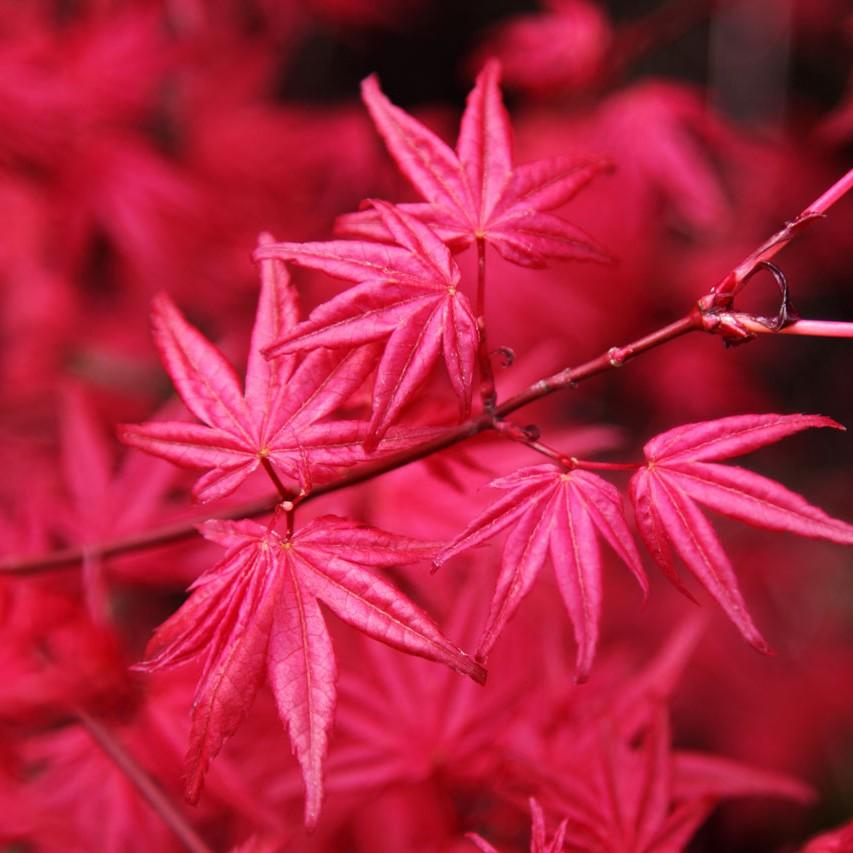Crimson Prince Japanese Maple* (Acer palmatum 'Crimson Prince') plant — close-up photo