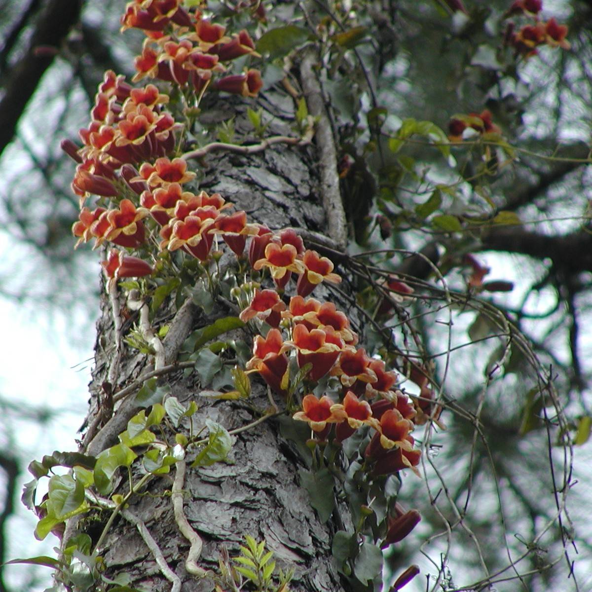 cross vine (Bignonia capreolata 'Atrosanguinea') plant — close-up photo