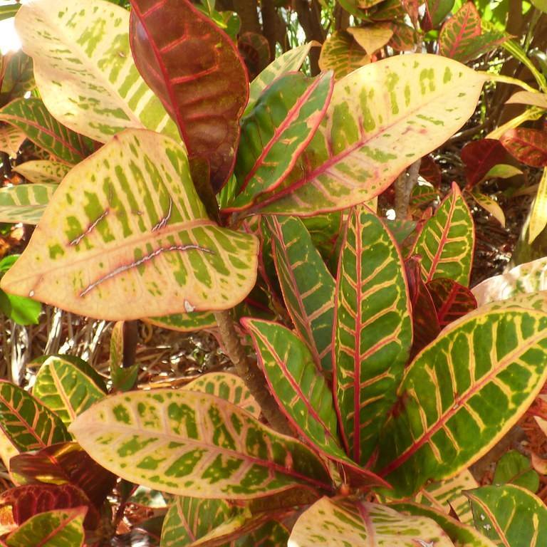 croton (Codiaeum variegatum) plant