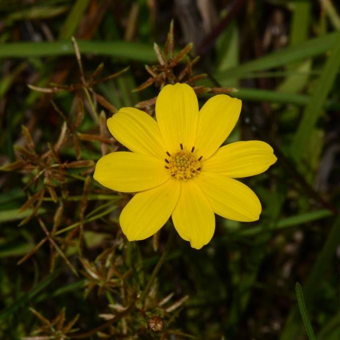 Crowned Beggarticks (Bidens trichosperma) plant