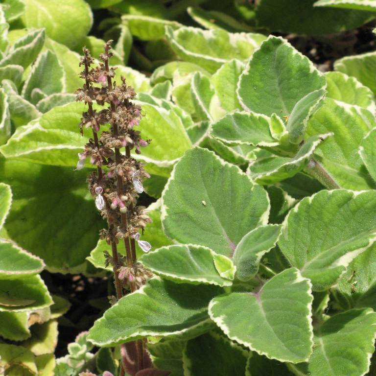 Cuban oregano (Plectranthus australis 'Variegatus') plant