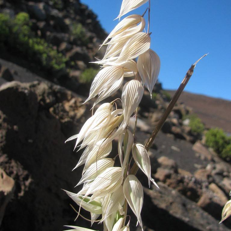 Cultivated Oats (Avena sativa) plant
