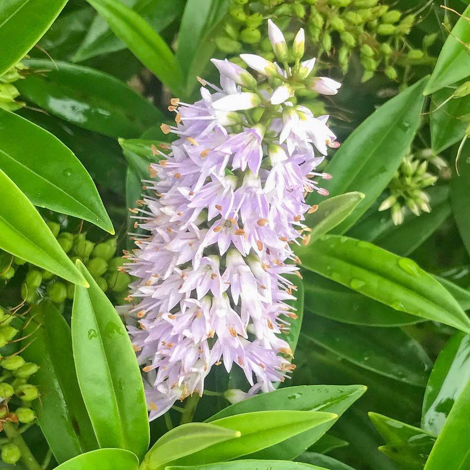 Culver's root (Veronicastrum virginicum 'Temptation') plant