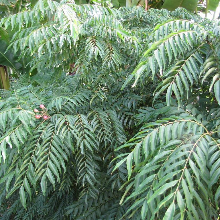 curry leaf (Murraya koenigii) plant