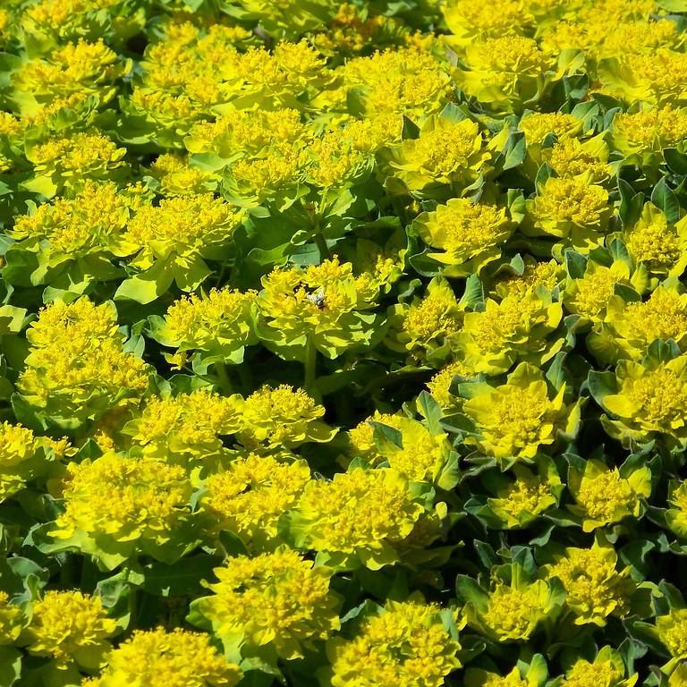cushion spurge (Euphorbia polychroma) plant