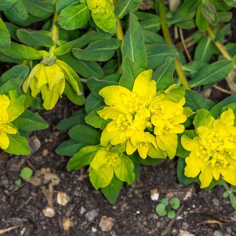cushion spurge (Euphorbia polychroma 'Candy') plant