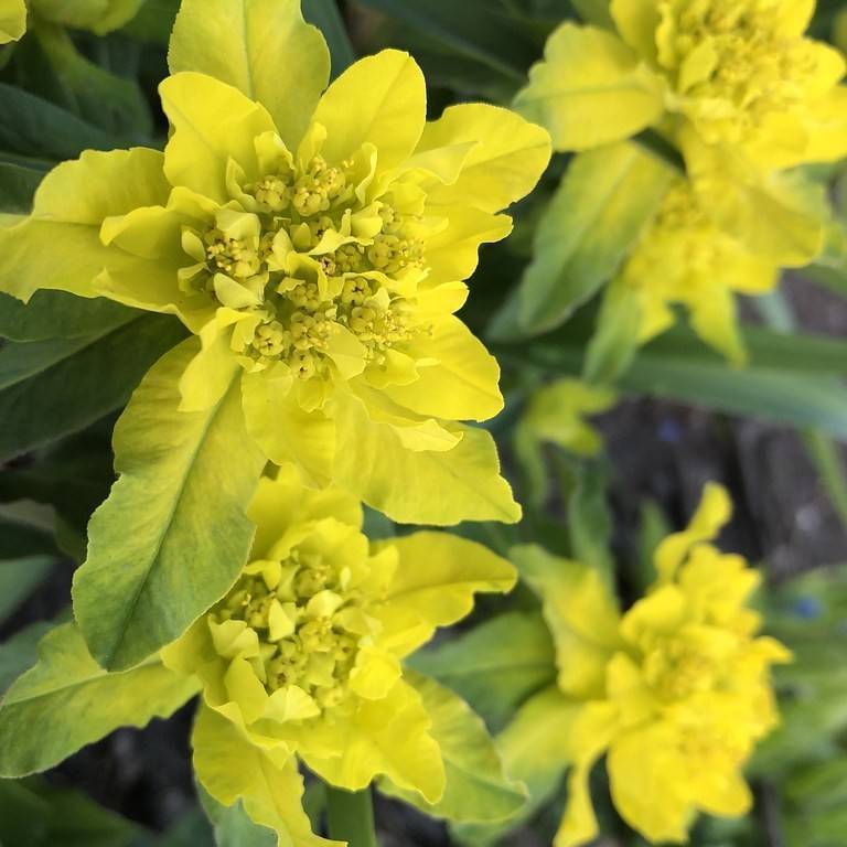 cushion spurge (Euphorbia epithymoides 'Bonfire') plant