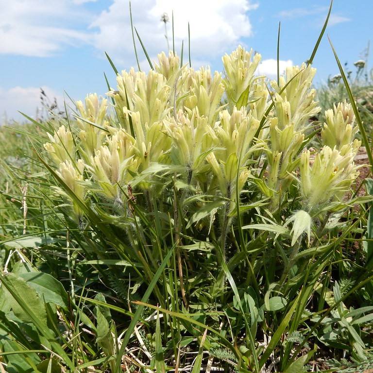 Cusick's Indian Paintbrush (Castilleja cusickii) plant