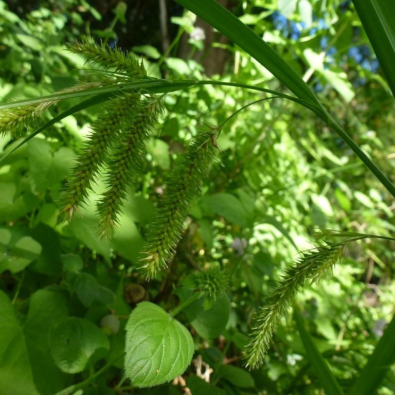 Cyperus Like Sedge (Carex pseudocyperus) plant