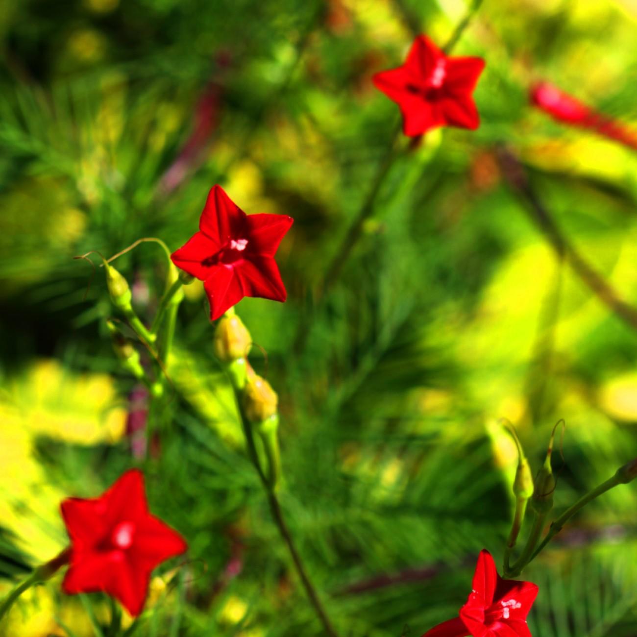 cypress vine (Ipomoea quamoclit) plant