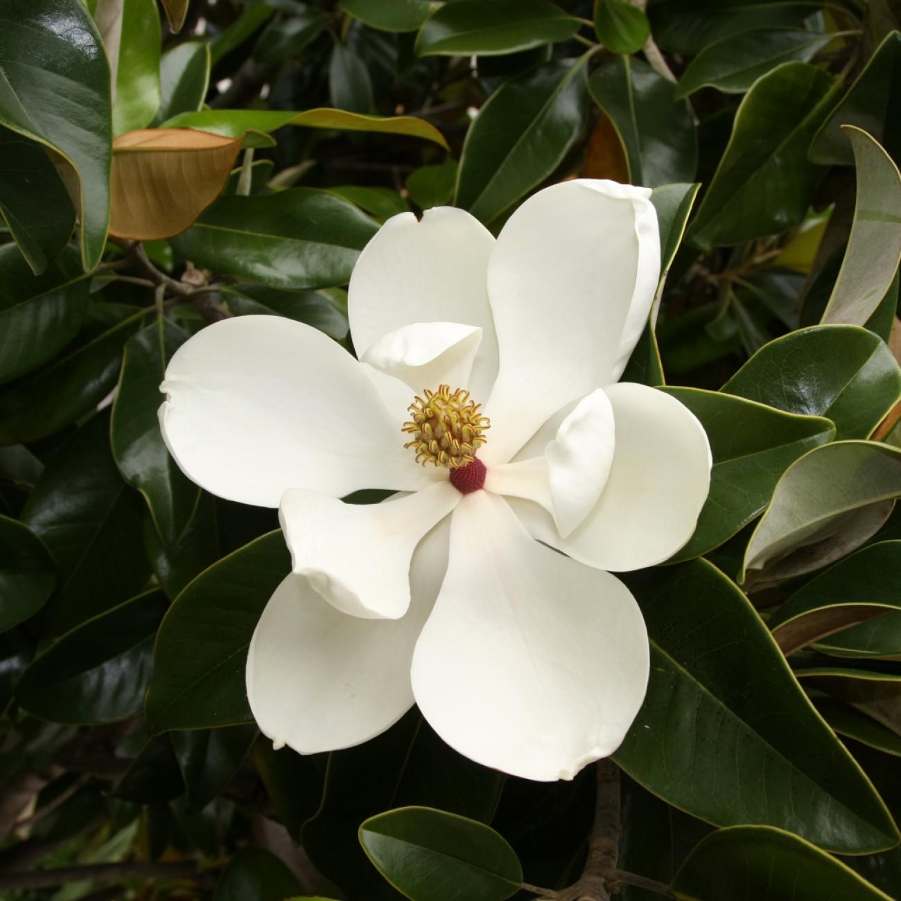 D.D. Blanchard Magnolia (Magnolia grandiflora 'D.D. Blanchard') plant — close-up photo