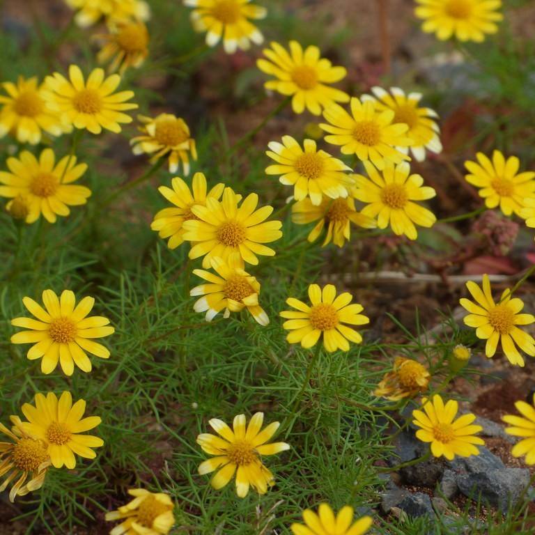 Dahlberg daisy (Thymophylla tenuiloba) plant