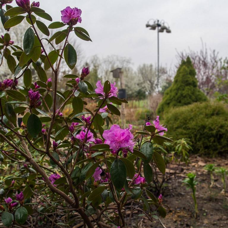 dahurian rhododendron (Rhododendron dauricum) plant