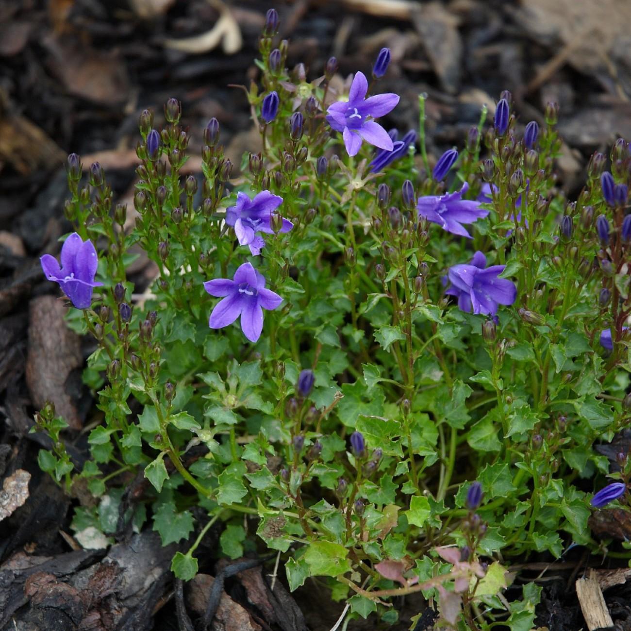 Dalmation bellflower (Campanula portenschlagiana 'Aurea') plant — close-up photo