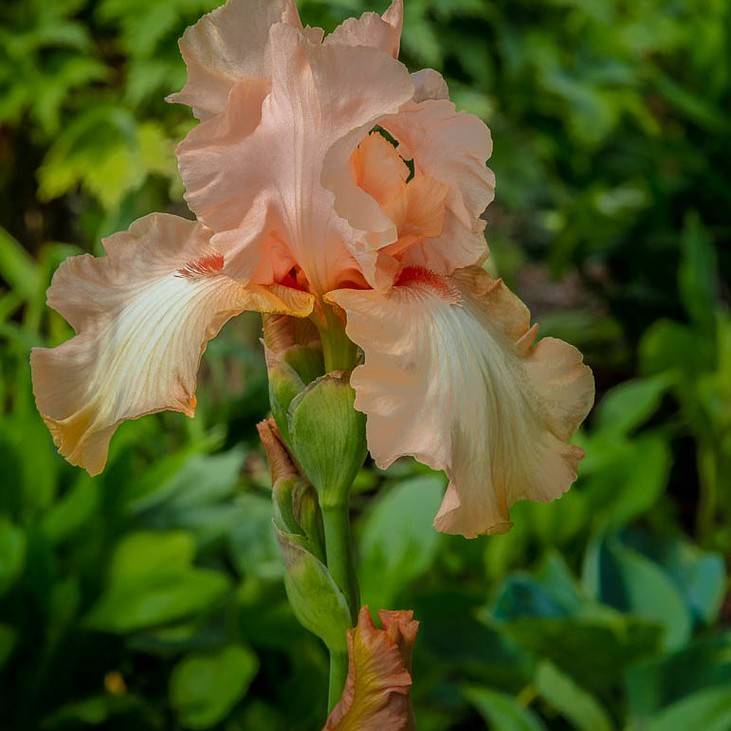 David's peach (Prunus davidiana) plant