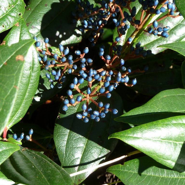 David viburnum (Viburnum davidii) plant
