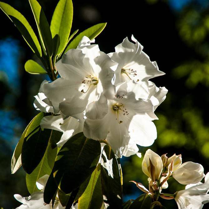 deciduous azalea (Rhododendron 'Snow White') plant