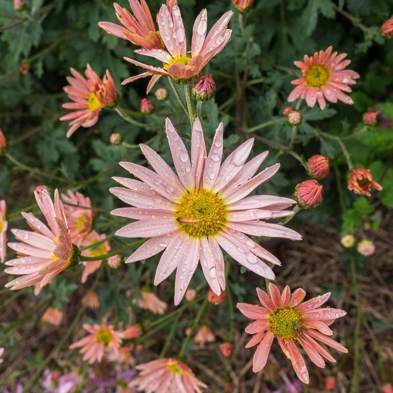 decorative garden mum (Chrysanthemum 'Hillside Sheffield Pink') plant — close-up photo