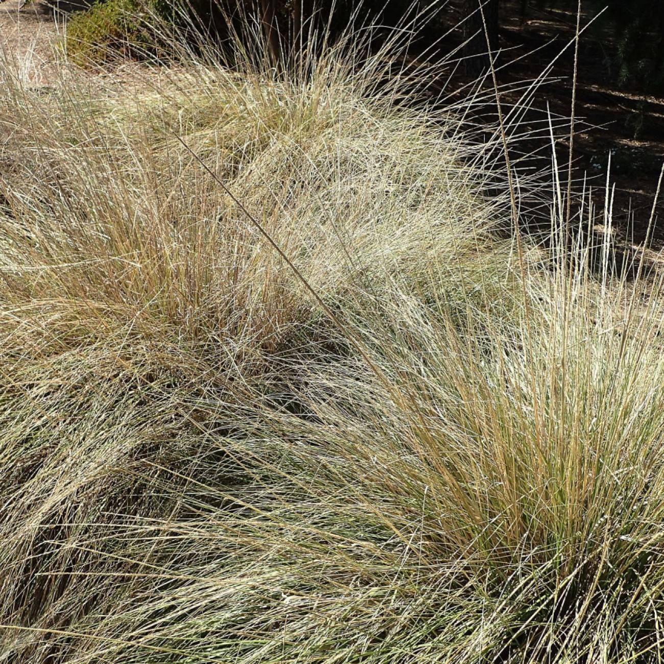 deergrass (Muhlenbergia rigens) plant