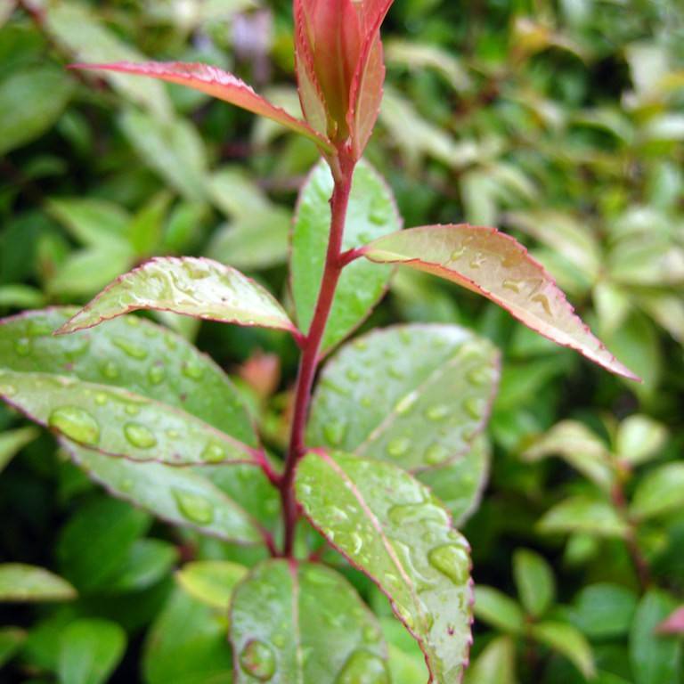 dense longwood (Xylosma congestum) plant