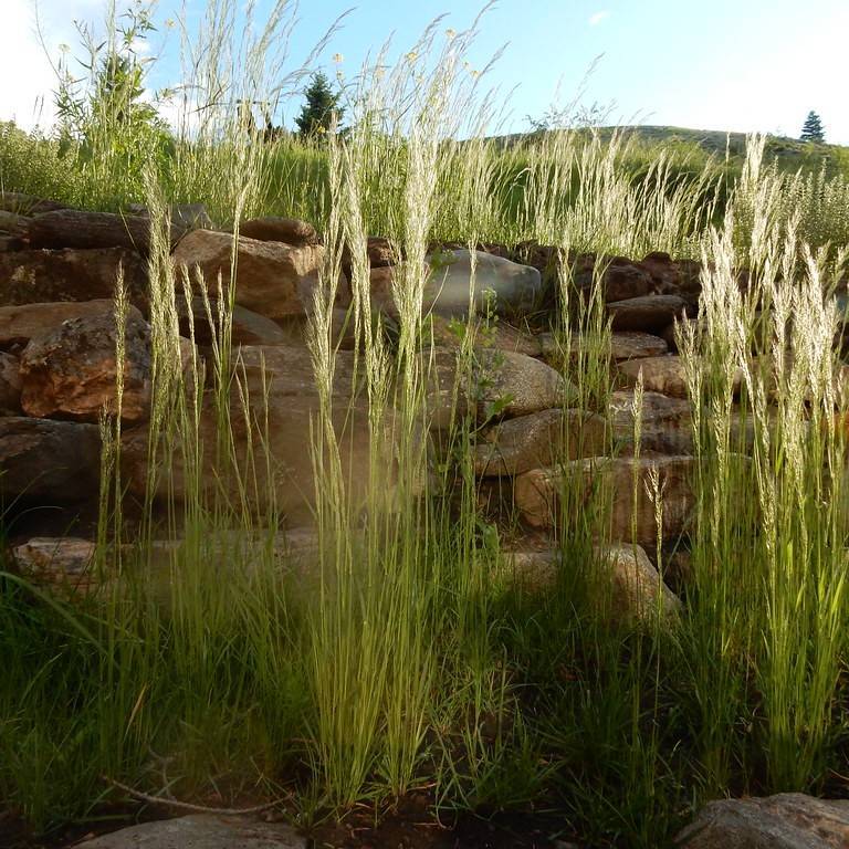 Dense Silky Bentgrass (Apera interrupta) plant