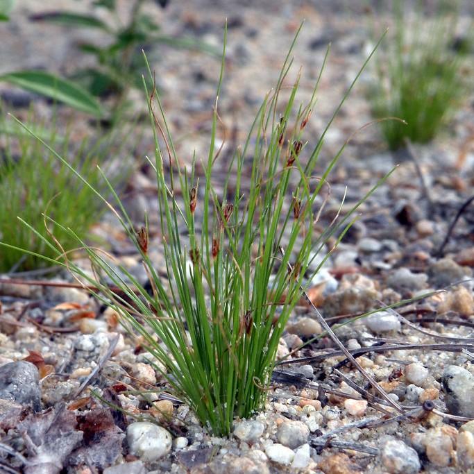 Densetuft Hairsedge (Bulbostylis capillaris) plant