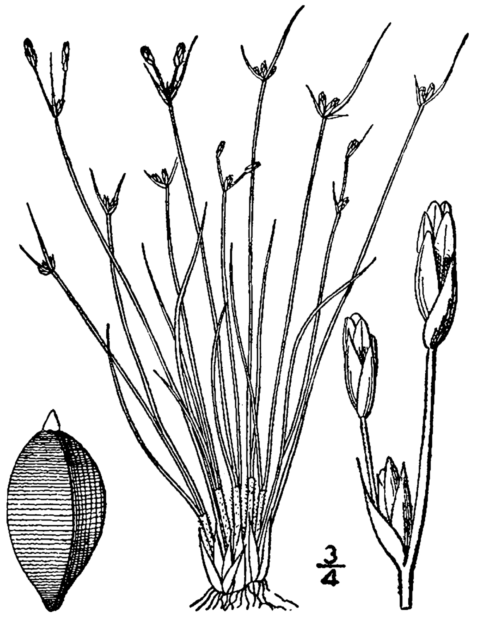 Densetuft Hairsedge (Bulbostylis capillaris) plant