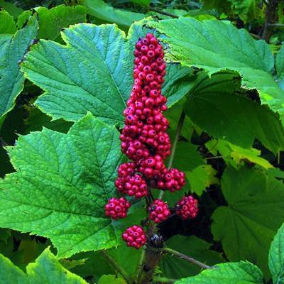 Devil’s Club (Oplopanax horridus) plant