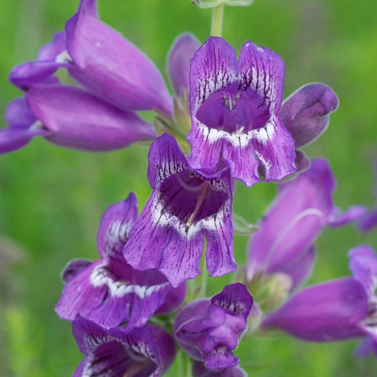 dew flower (Penstemon cobaea var. purpureus) plant