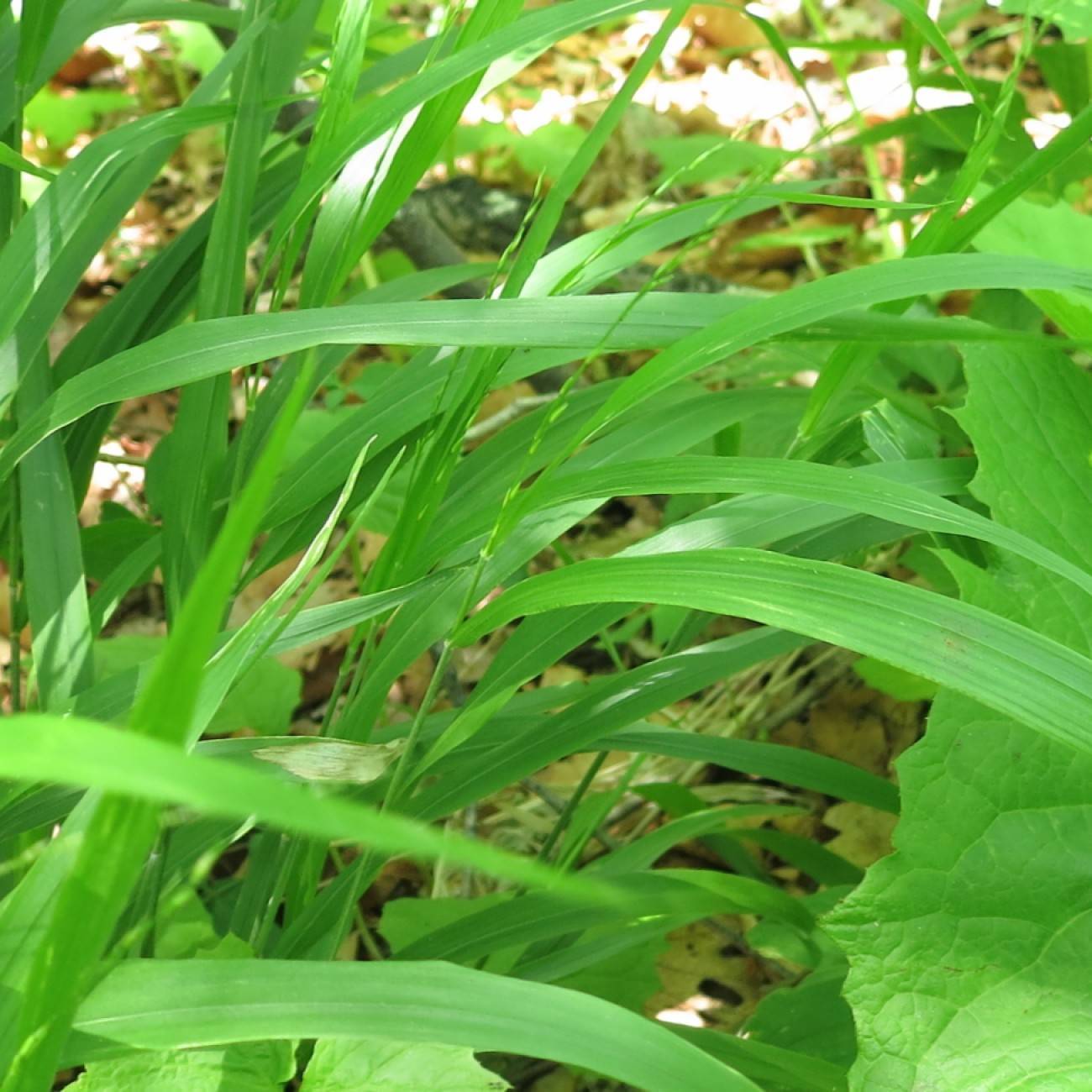 diarrhena (Diarrhena mandshurica) plant — close-up photo