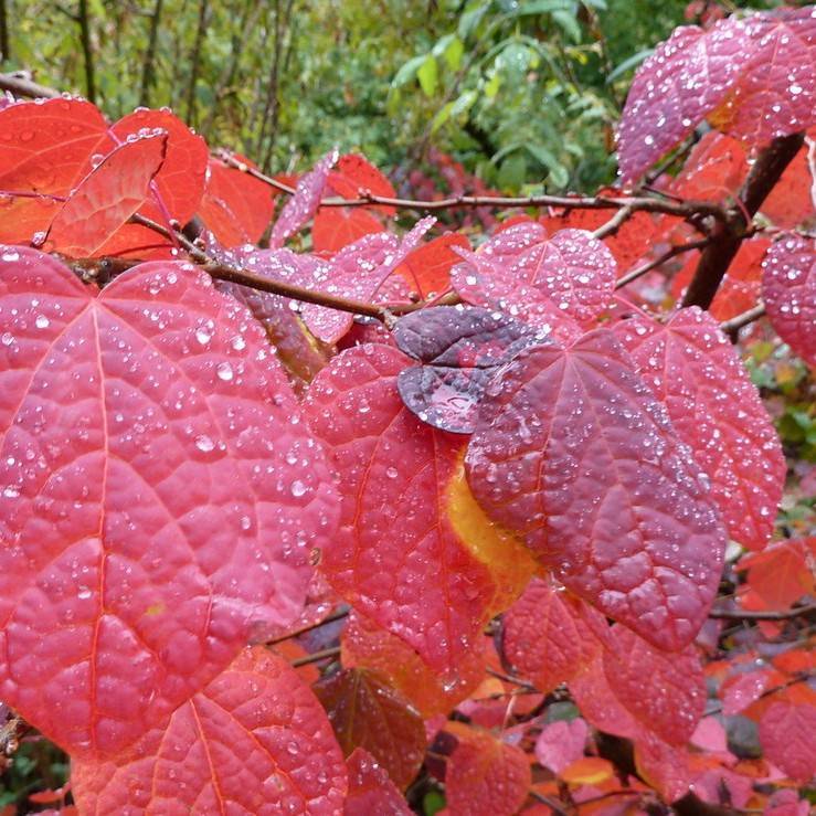 disanthus (Disanthus cercidifolius) plant — close-up photo
