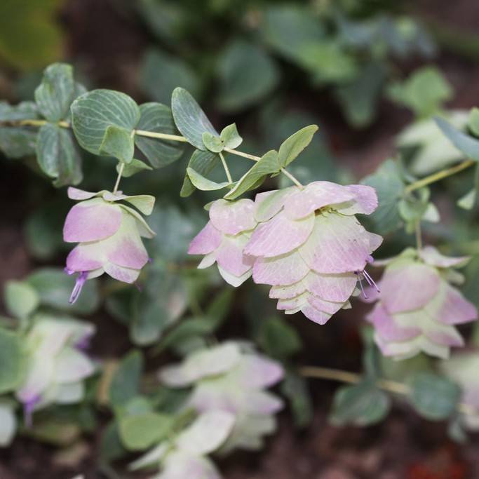 dittany of Crete (Origanum dictamnus) plant