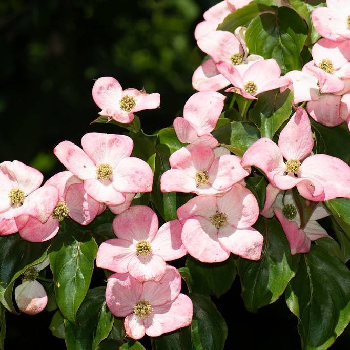 dogwood (Cornus 'Rutgan' STELLAR PINK) plant — close-up photo