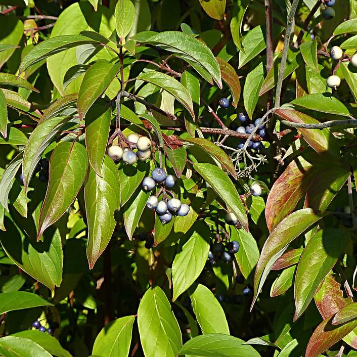 dogwood (Cornus amomum) plant — close-up photo