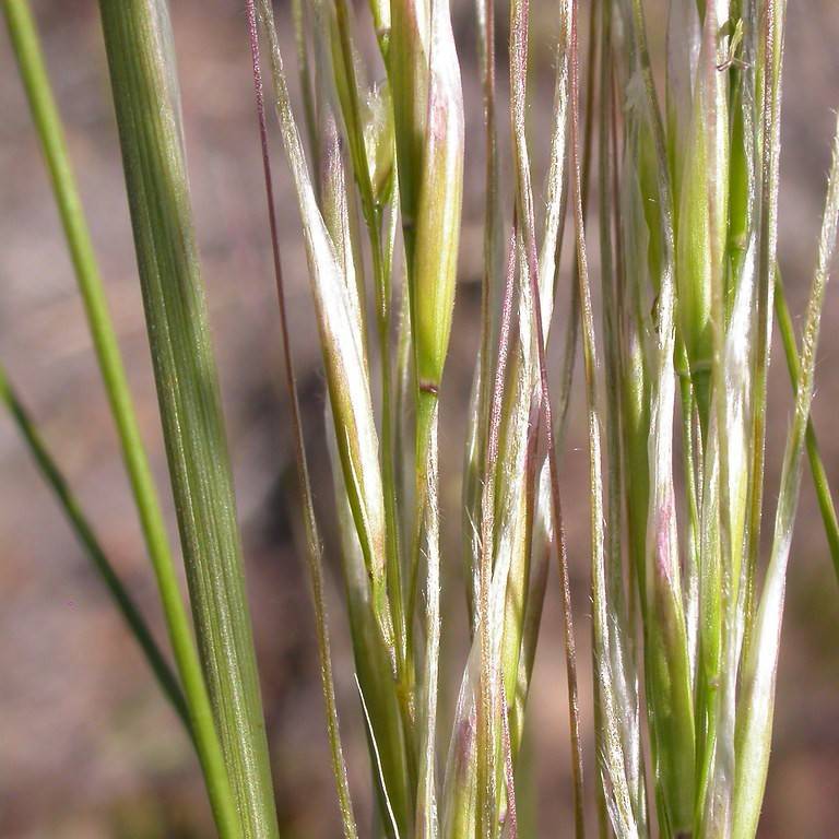 Dore's Needlegrass (Achnatherum nelsonii subsp. dorei) plant
