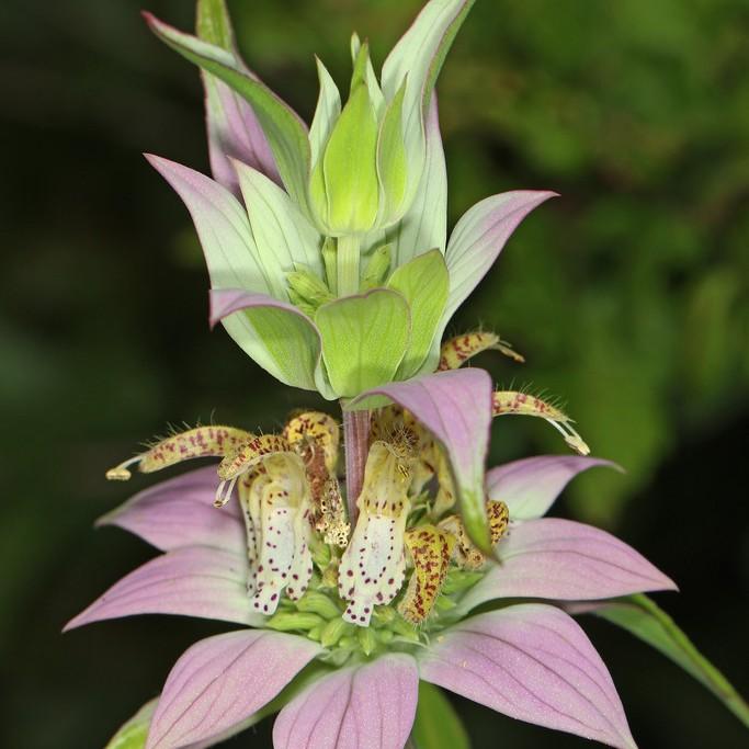 dotted beebalm (Monarda punctata 'Fantasy') plant