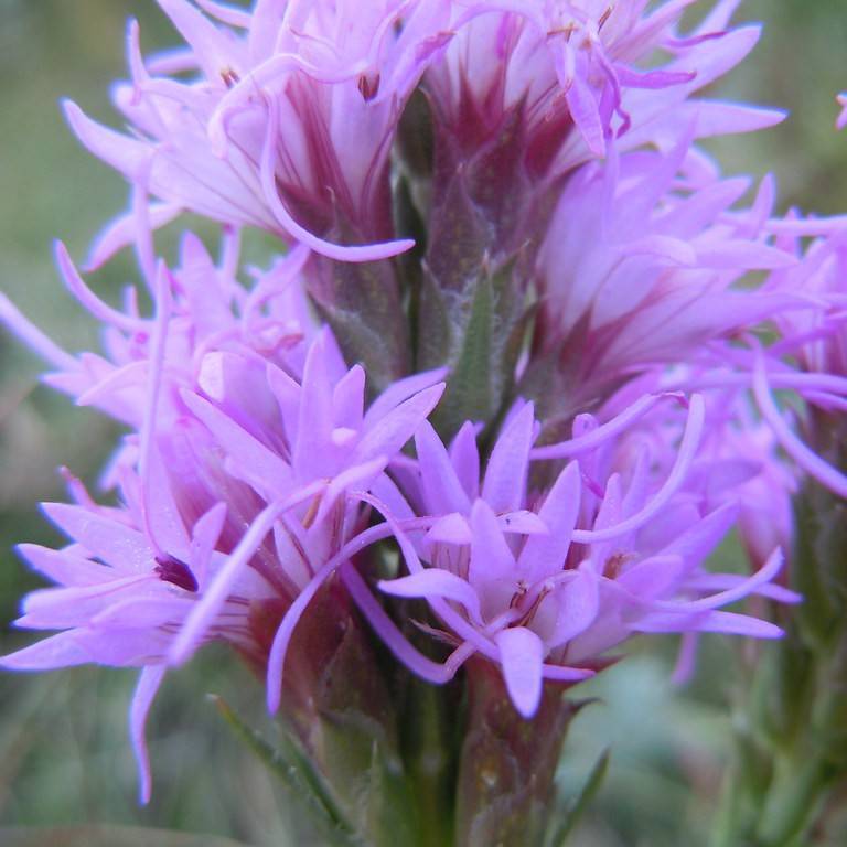 Dotted Blazing Star (Liatris punctata) plant