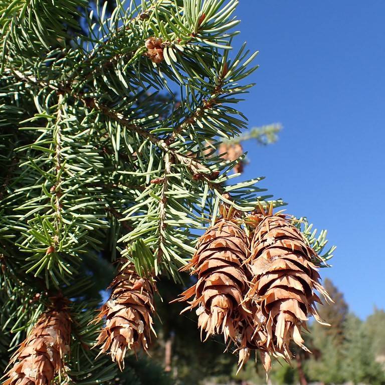 Douglas fir (Pseudotsuga menziesii) plant
