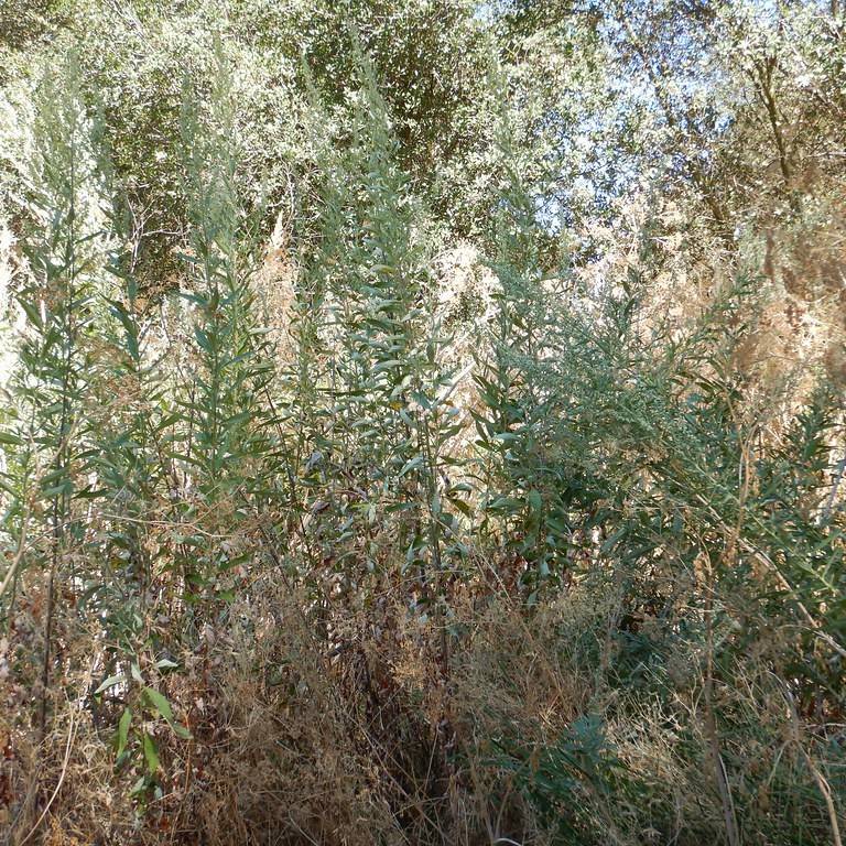 Douglas' Wormwood (Artemisia douglasiana) plant