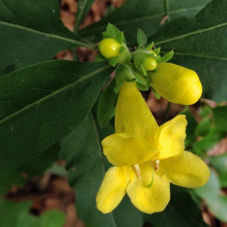 Downy False Foxglove (Aureolaria virginica) plant