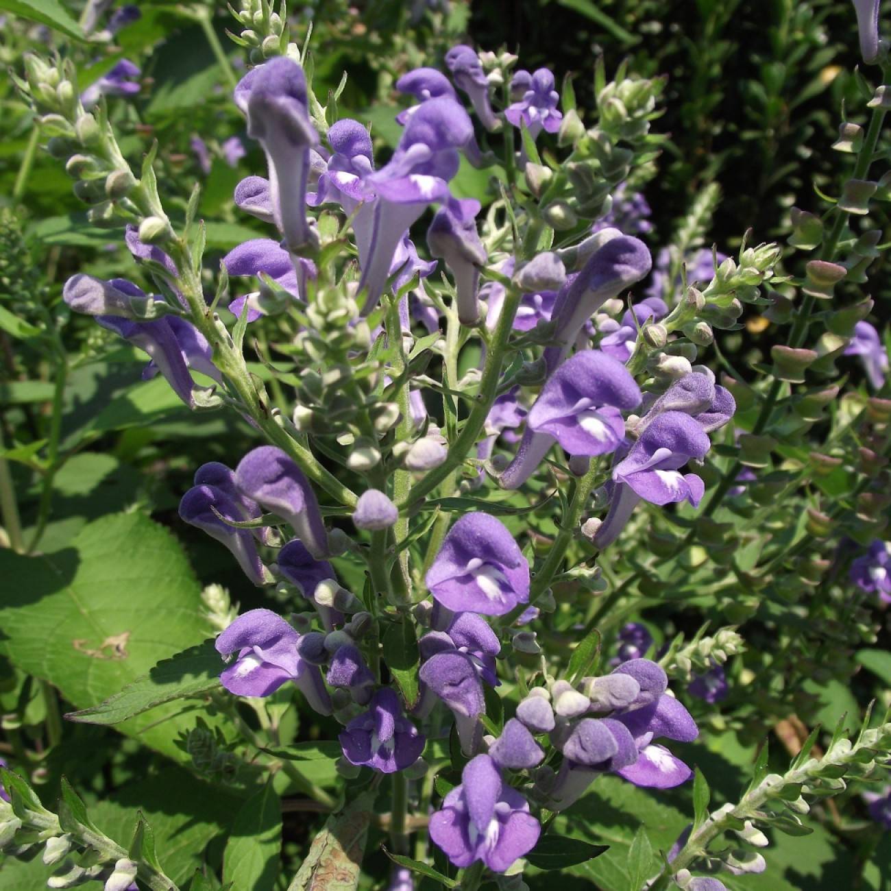 downy skullcap (Scutellaria incana) plant